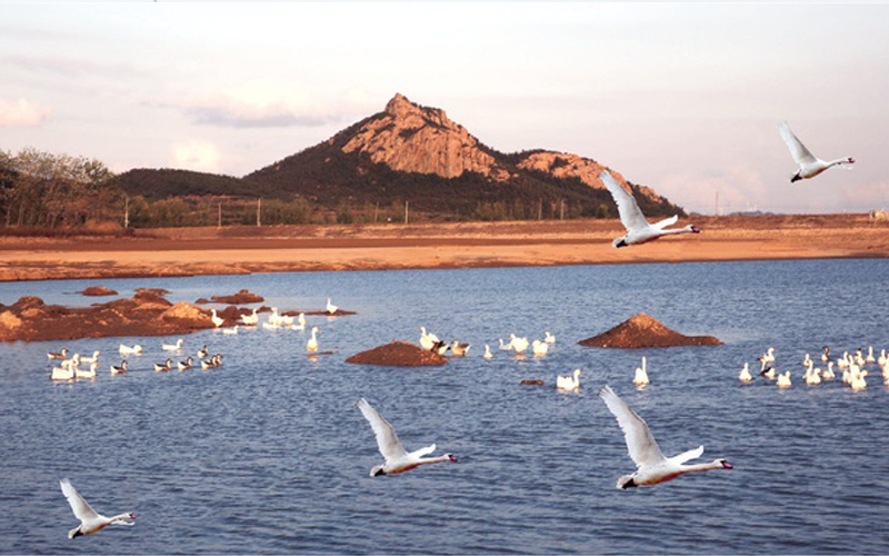 北大川天鵝湖